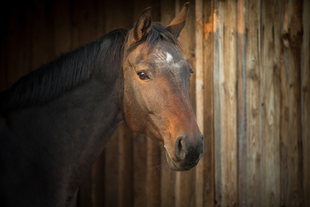 Horse in a stableの写真素材