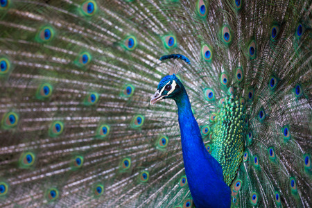 Splendid peacock with feathers out (Pavo cristatus) (shallow DOF; color toned image)