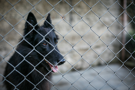 Shelter for homeless dogs - dog behind in a cage waiting for a new owner to adopt himの写真素材