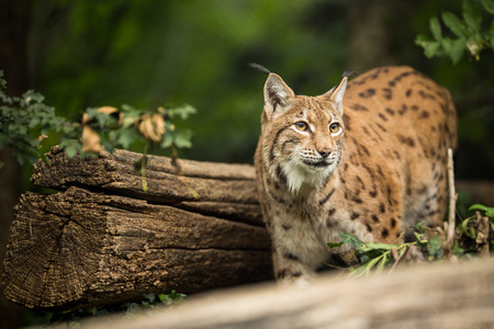 Eurasian Lynx (Lynx lynx)