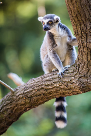 Lemur kata (Lemur catta)の写真素材