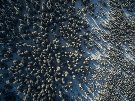 Aerial view of winter forest - trees covered with snow