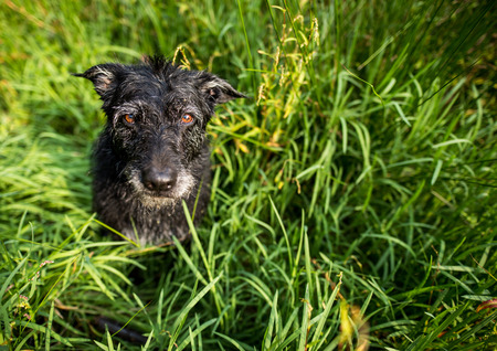 Cute black dog in green grassの写真素材