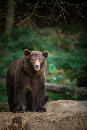 Brown bear (Ursus arctos)の写真素材