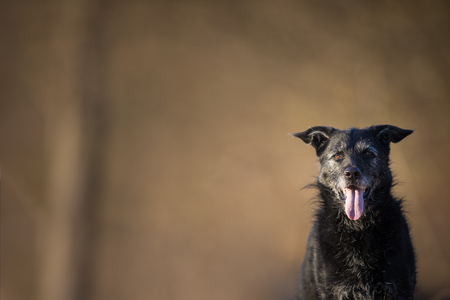 Cute black dog outdoors looking at the camera (with lots of copy space)