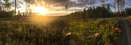 Panorama of a coniferous forest in warm late evening light with setting sunの写真素材