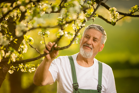 Portrait of senior man gardening, taking care of his lovely orchard, enjoying actively his retirementの写真素材