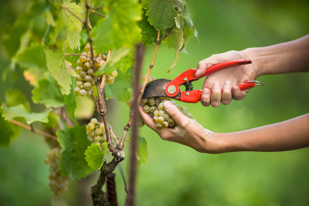 Hands of a female vintner harvesting white vine grapes (color toned image)の写真素材