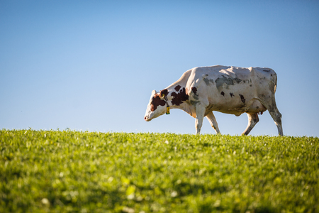 Cow in pasture. Mountain meadow. Green meadow in mountains and cow summer landscape.の写真素材