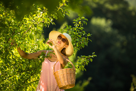 Young woman up on a ladder picking apples from an apple tree on a lovely sunny summer dayの写真素材