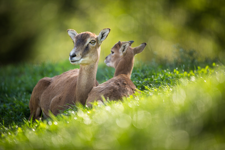 European mouflon (Ovis orientalis musimon) female with a youngster resting in green grassの写真素材