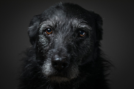 Portrait of a black dog against a black backdrop in a studioの写真素材