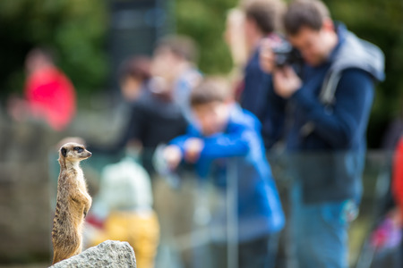 Meerkat Suricate sitting on rock in the zooの写真素材
