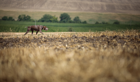 Hunting dog - Outdoor sports. Hunter's dog in the woodsの写真素材