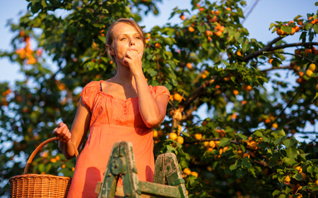 Pretty, young woman picking apricots lit by warm summer evening light (shallow DOF; color toned image)の写真素材