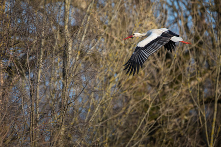 Elegant white stork (Ciconia ciconia) during the nesting season, busy taking care of his little onesの写真素材