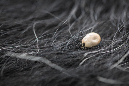 Tick in a dog's fur sucking his blood - dangerous parasite carrier of multiple diseases and...