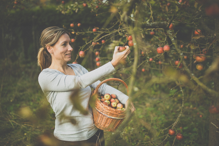 Middle aged woman picking apples in her orchard - soon there will be a lovely smell of apple pie in her kitchen (color toned image)の写真素材