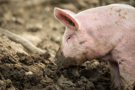 Pigs eating on a meadow in an organic meat farm