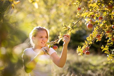 Cute girl picking apples in an orchard having fun harvesting the ripe fruits of her family's labour (color toned image)の写真素材