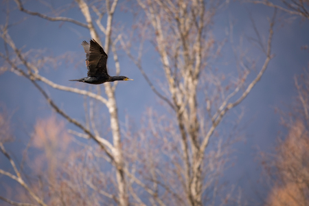 Double-crested Cormorant
(Phalacrocorax auritus) in flightの写真素材