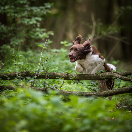 Cute dog running outdoors in a forest