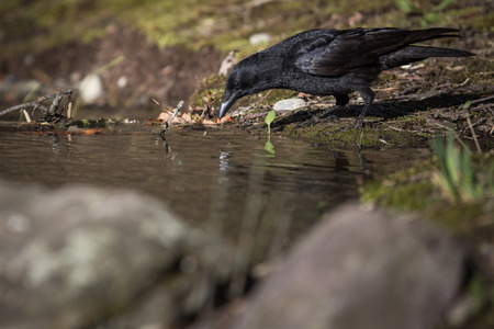 Common raven (Corvus corax), also known as the northern raven having a drink of fresh water from a little stream in mountains - bird in its natural habitat, wildlife photographyの写真素材