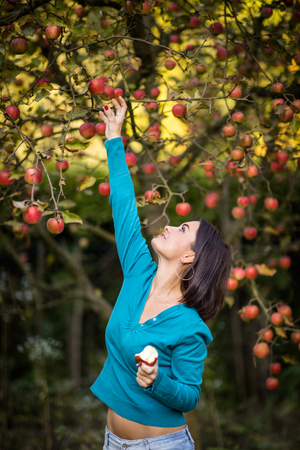 Cute young woman picking apples in an orchard having fun harvesting the ripe fruits of her family's labour(color toned image)の写真素材