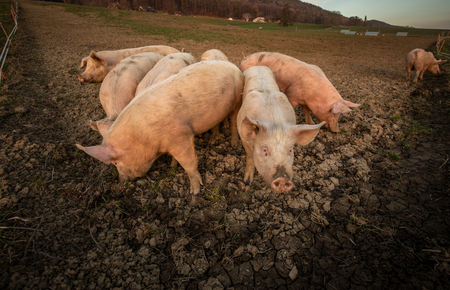Pigs eating on a meadow in an organic meat farm - wide angle lens shotの写真素材