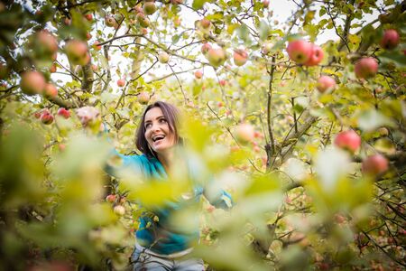 Cute young woman picking apples in an orchard having fun harvesting the ripe fruits of her family's...