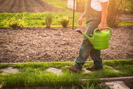 Senior man gardening in his garden, on a lovely spring day (color toned image)