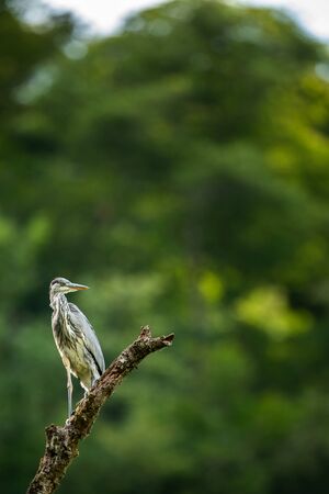 Grey Heron  (Ardea cinerea) - wildlife in its natural habitatの写真素材