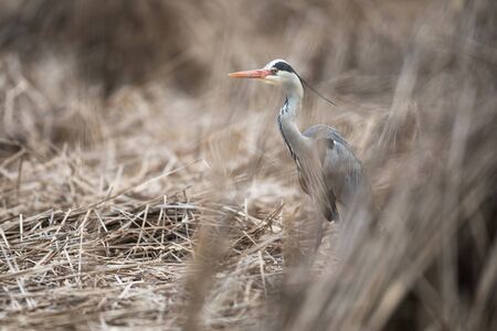 Gray Heron - Ardea cinerea - wildlife in its natural habitat
