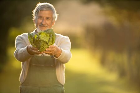Senior gardener gardening in his permaculture garden -  holding a splendid Savoy Cabbage headの写真素材
