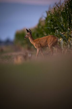 Wild roe deer (Capreolus capreolus) at duskの写真素材