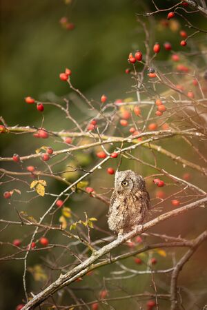 Eurasian scops owl (Otus scops) - Small scops owl on a branch in autumnal forestの写真素材