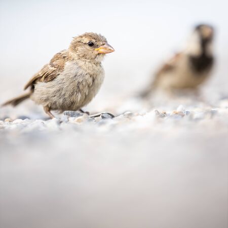 House sparrow (Passer domesticus)の写真素材