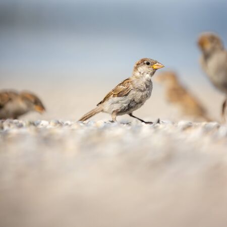 House sparrow (Passer domesticus)の写真素材