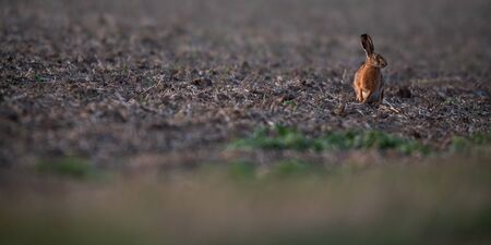 Wild hare (lepus europaeus) - Lonely wild brown hare lit by warm evening light at duskの写真素材