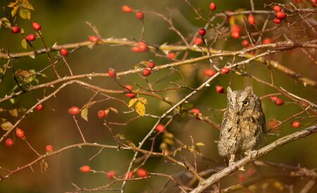 Eurasian scops owl (Otus scops) - Small scops owl on a branch in autumnal forestの写真素材