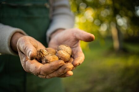 Senior gardener gardening in his permaculture garden -  holding freshly harvested walnuts in his handsの写真素材