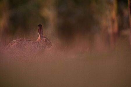 Wild hare (lepus europaeus) - Lonely wild brown hare lit by warm evening light at duskの写真素材
