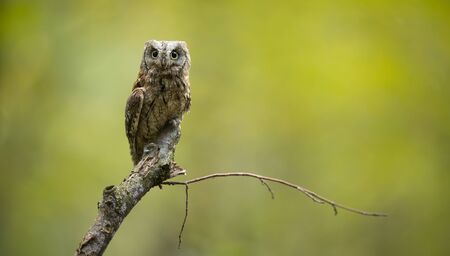 Eurasian scops owl (Otus scops) - Small scops owl on a branch in autumnal forestの写真素材