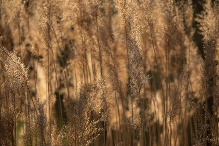 Selective soft focus of dry grass, reeds, stalks blowing in the wind at golden sunset light, Nature,...