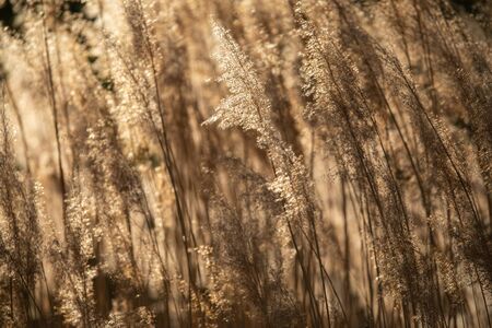 Selective soft focus of dry grass, reeds, stalks blowing in the wind at golden sunset light, Nature,...