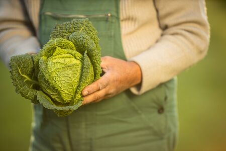 Senior gardener gardening in his permaculture garden -  holding a splendid Savoy Cabbage headの写真素材