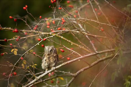 Eurasian scops owl (Otus scops) - Small scops owl on a branch in autumnal forest, its natural habitatの写真素材