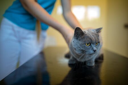 Sick, scared, cat waiting for treatment in a cage of a veterinarian clinic