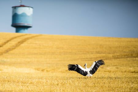 Adult White stork (Ciconia ciconia) in a fieldの写真素材