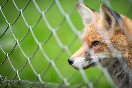 Red Fox (Vulpes vulpes)の写真素材